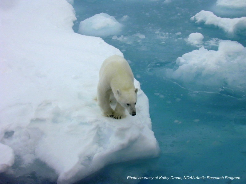 Polar bear