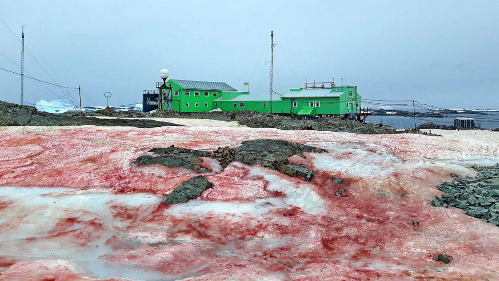 Blood Snow in Antarctica